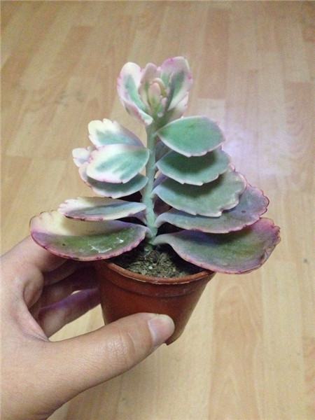 锦化玉吊钟 锦化玉吊钟