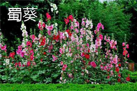 蜀葵 蜀葵