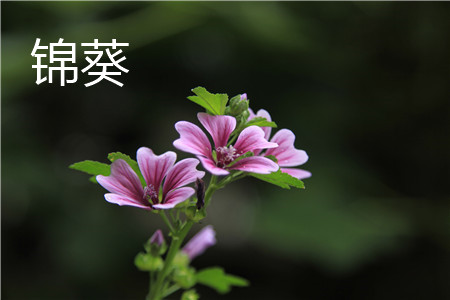 锦葵 锦葵