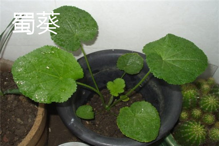 蜀葵 蜀葵