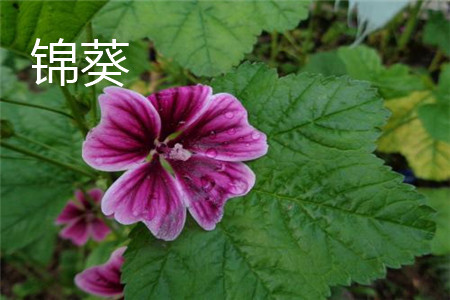 锦葵 锦葵