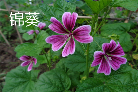 锦葵 锦葵