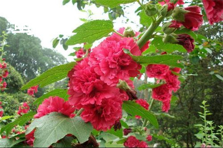 蜀葵 蜀葵