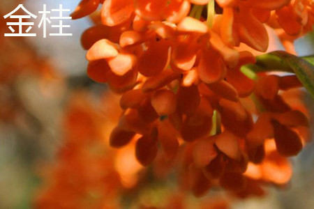 金桂