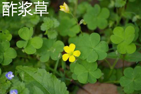 酢浆草植株 酢浆草植株