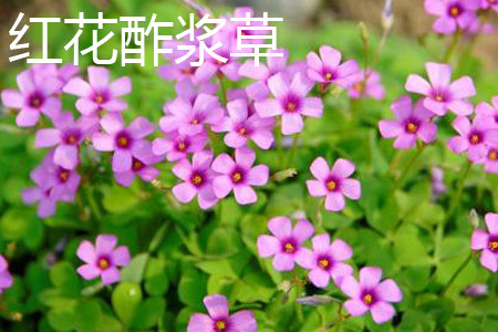 红花酢浆草植株 红花酢浆草植株
