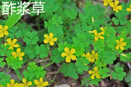 酢浆草叶片 酢浆草叶片