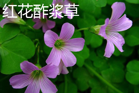 红花酢浆草叶片 红花酢浆草叶片