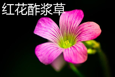红花酢浆草花朵 红花酢浆草花朵