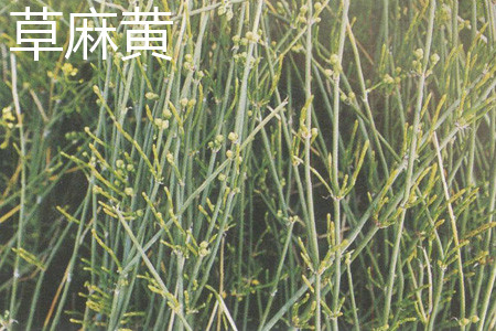 草麻黄 草麻黄