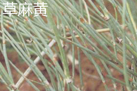 草麻黄 草麻黄