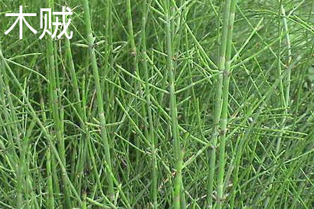 木贼 木贼