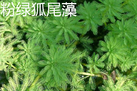 粉绿狐尾藻 粉绿狐尾藻