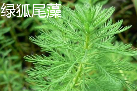 绿狐尾藻 绿狐尾藻