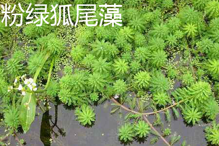 粉绿狐尾藻 粉绿狐尾藻