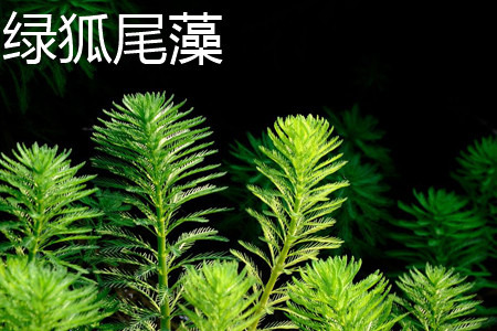 绿狐尾藻 绿狐尾藻