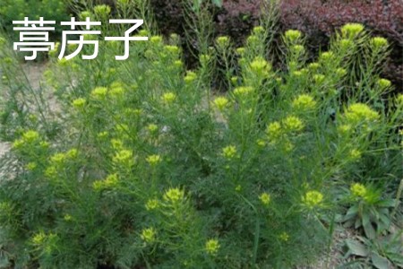 葶苈子 葶苈子