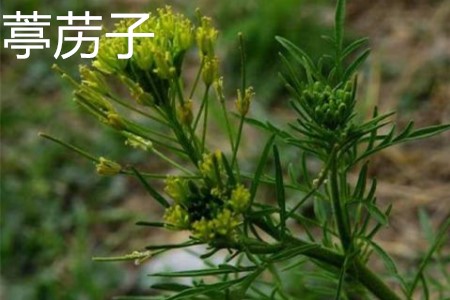 葶苈子 葶苈子