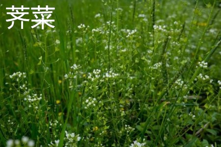 荠菜 荠菜
