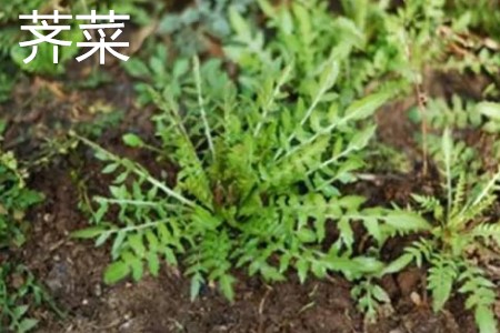 荠菜 荠菜
