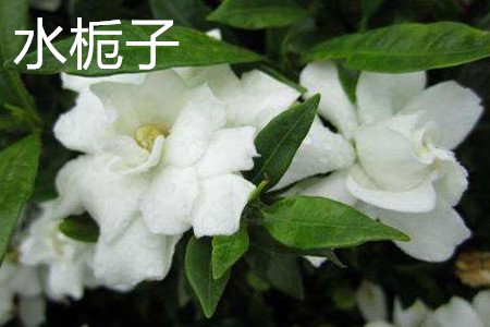 水栀子 水栀子