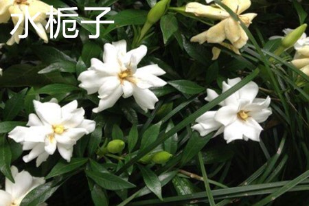 水栀子 水栀子