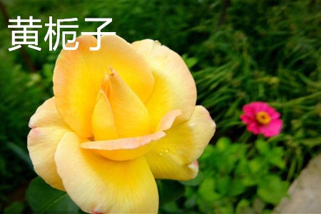 黄栀子,花.jpg 黄栀子,花.jpg