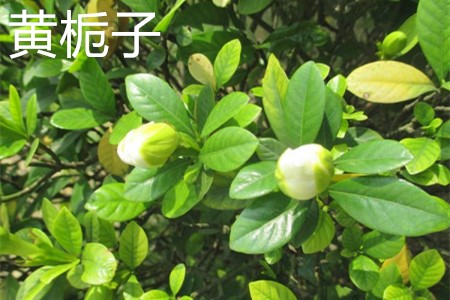 黄栀子,叶.jpg 黄栀子,叶.jpg