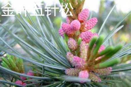 金叶五针松 金叶五针松