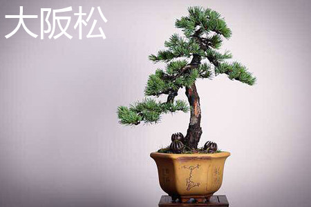 大阪松枝干 大阪松枝干