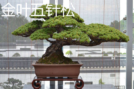金叶五针松的枝 金叶五针松的枝