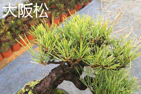 大阪松发芽 大阪松发芽