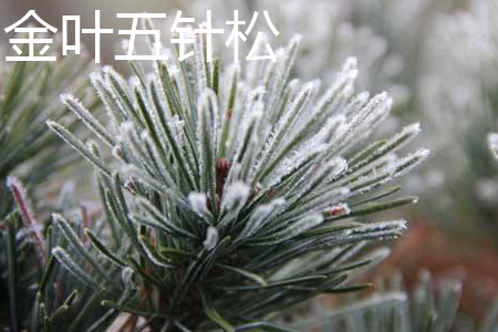 金叶五针松的芽点 金叶五针松的芽点