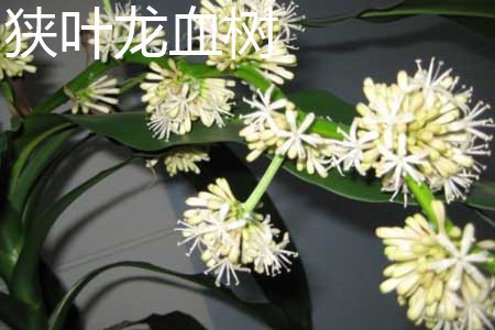 狭叶龙血树