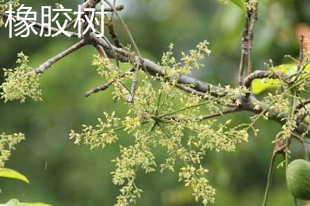 橡胶树