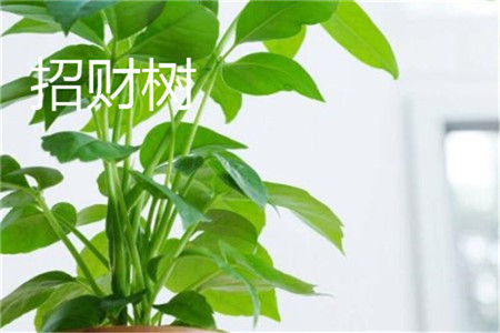 招财树 招财树