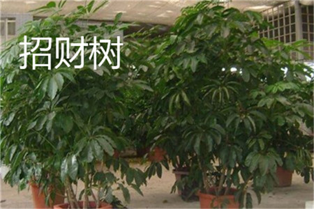 招财树 招财树