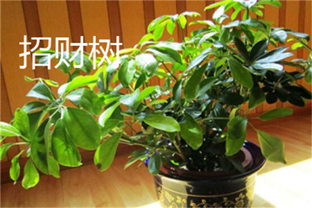 招财树 招财树