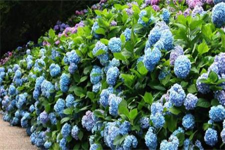 绣球花 绣球花