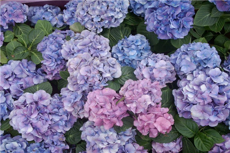 绣球花 绣球花