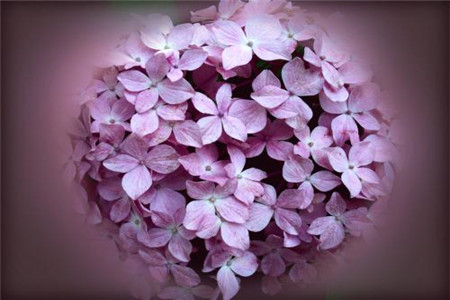 绣球花 绣球花