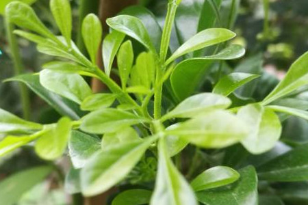 米兰花 米兰花