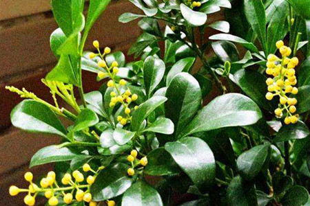 米兰花 米兰花