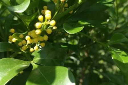 米兰花 米兰花