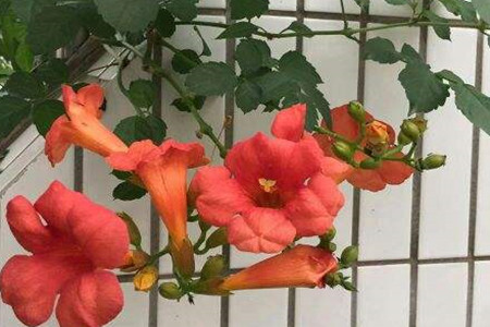 凌霄花 凌霄花