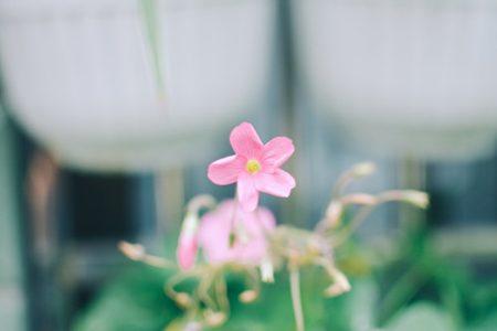 长春花 长春花