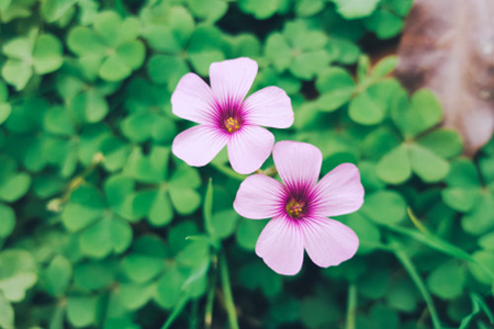 长春花 长春花