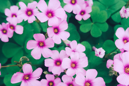 长春花 长春花
