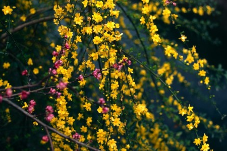 迎春花 迎春花