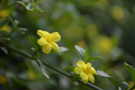 迎春花 迎春花
